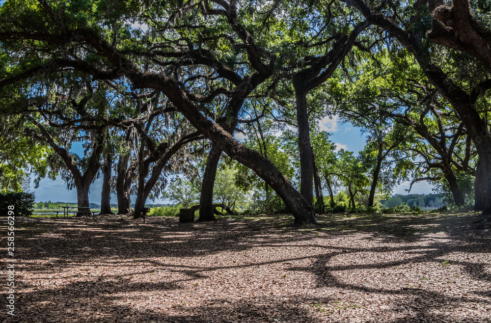 Picnic area at Crews Lake Wilderness Park, Florida Picnic area at Crews Lake Wilderness Park, Florida
