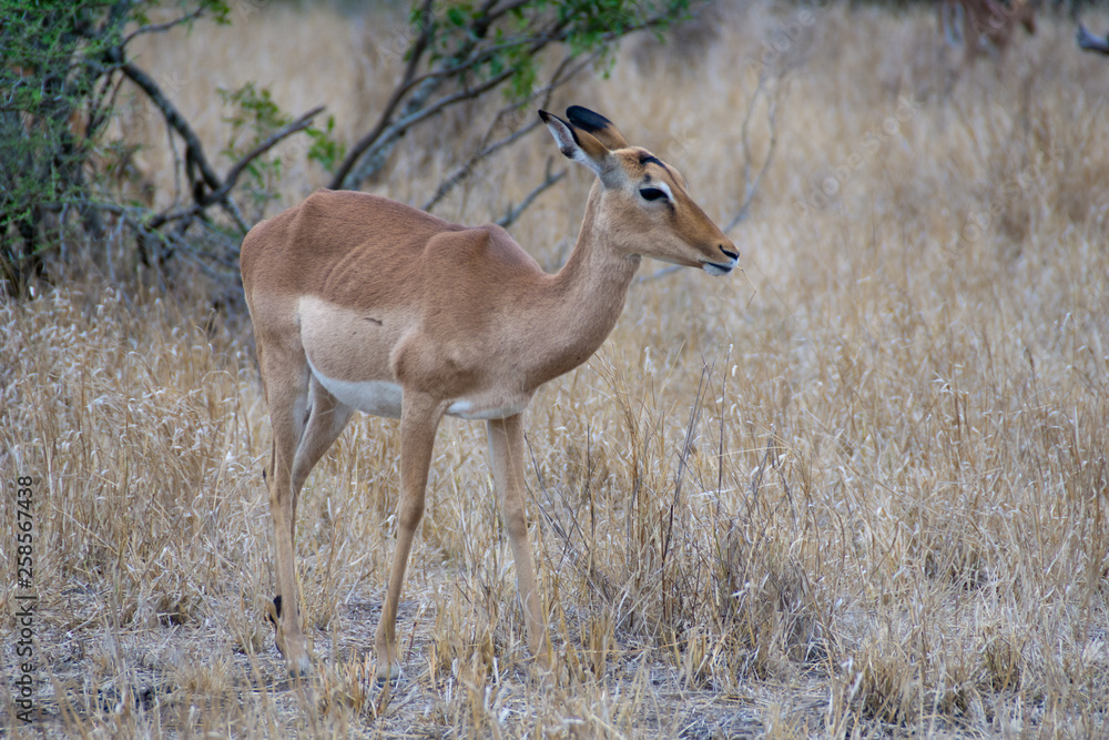 Fototapeta premium impala