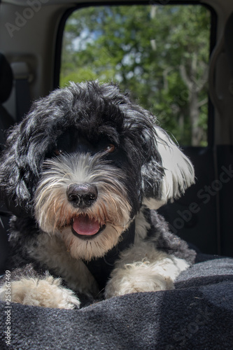 Portuguese Water Dog sitting in a truck