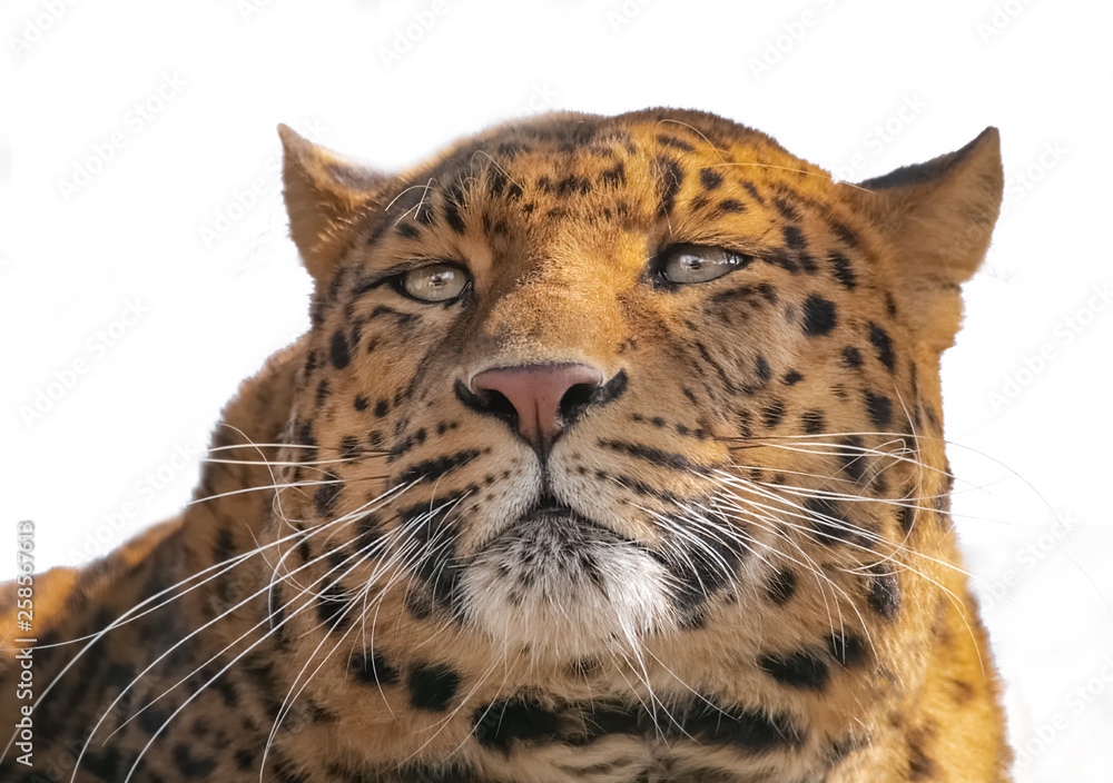 Naklejka premium Leopard Porträt