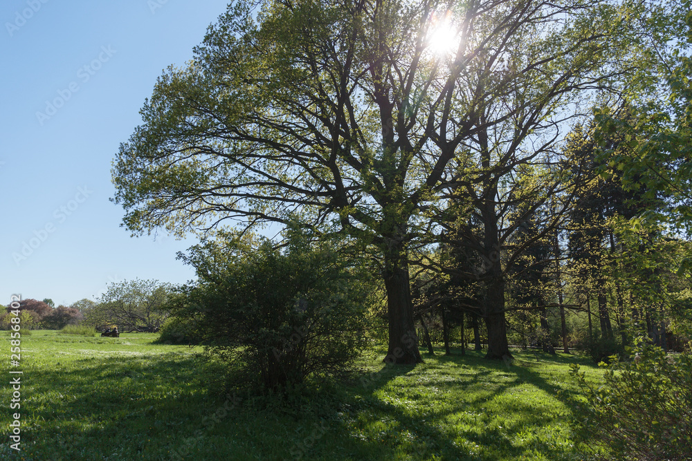 the sun shines through the branches of a large oak tree in the spring Park the sun shines through the branches of a large oak tree in the spring Park