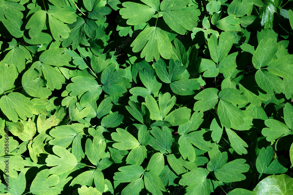 young green leaves of plants grow in a dense layer, overlapping each other young green leaves of plants grow in a dense layer, overlapping each other