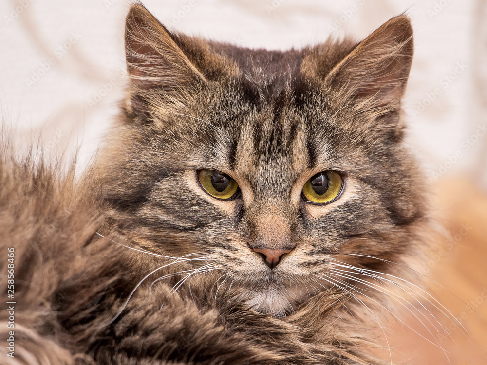 A young fluffy cat close-up, portrait on a blurry background_