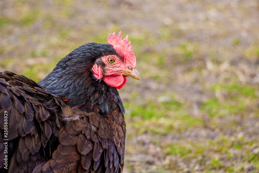 Black chicken close up on the farm_