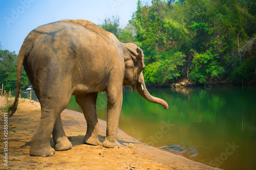 Elephants.Elephant standing at the river.