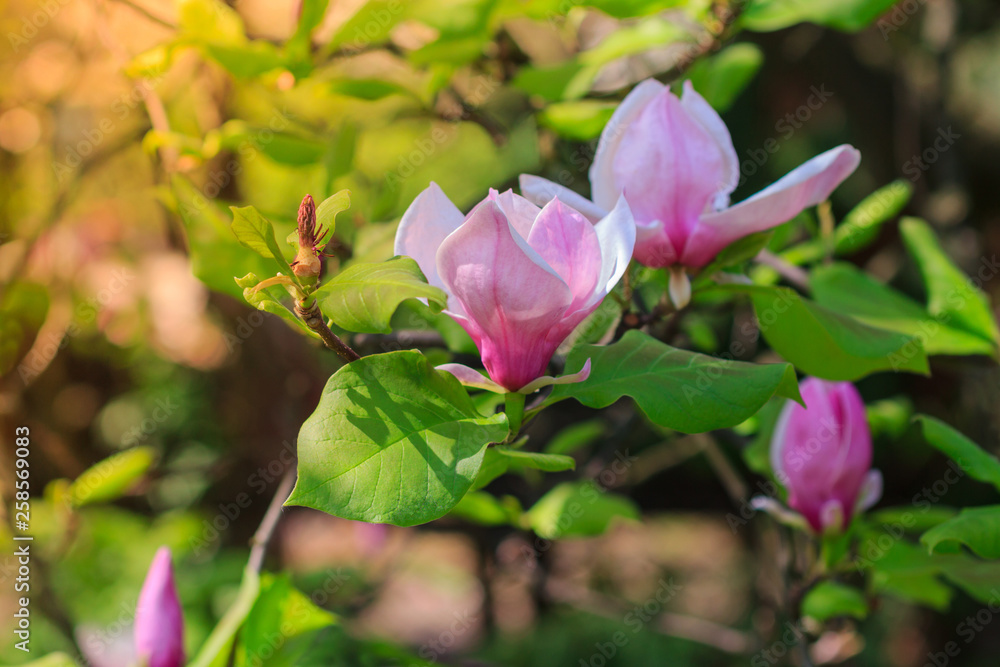 Spring awakening. Beautiful violet magnolia`s blossom. Nature background. Spring awakening. Beautiful violet magnolia`s blossom. Nature background.