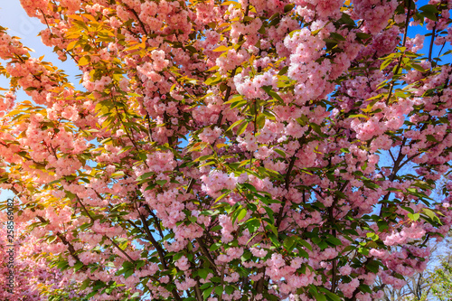 Fototapeta Naklejka Na Ścianę i Meble -  Spring awakening. Beautiful cherry blossom of sakura tree.  Nature background. 