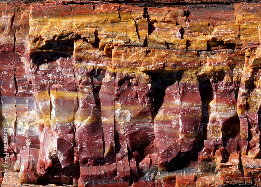 A Close-up of Petrified Wood Showing Layers of Color and Texture and Fracture Plains
