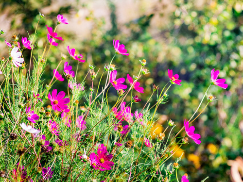 Pink  flowers of kosmeya in the garden in sunny weather. Flower garden in the garden_ photo