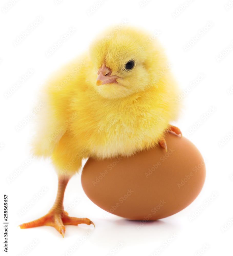 Obraz premium Chicken and egg isolated.