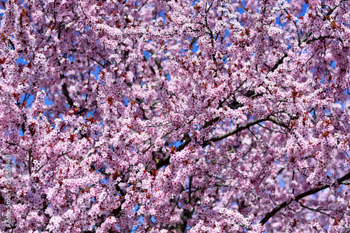  una bellissima fioritura in primavera photo