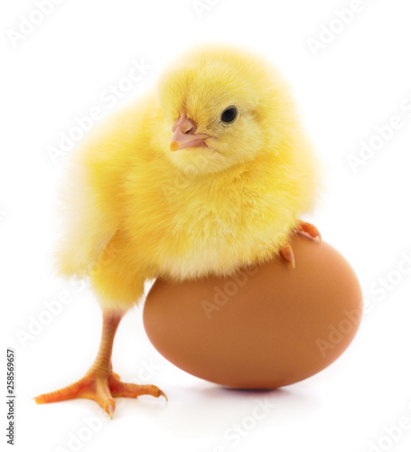 Chicken and egg isolated.