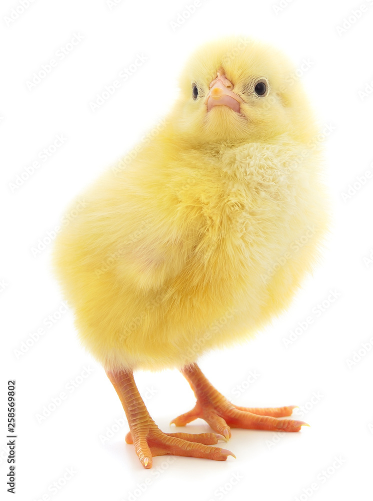 Obraz premium Little chicken isolated.