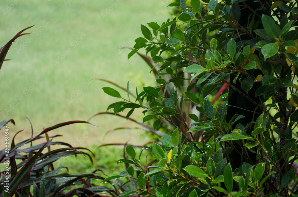Fototapeta premium green plant in the garden