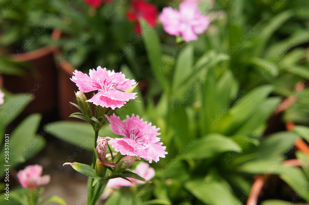 Dianthus flower planted in small pot in plant nursery Dianthus flower planted in small pot in plant nursery