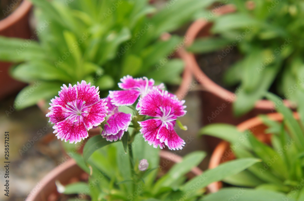 Fototapeta premium Kwiat Dianthus posadzony w małej doniczce w szkółce roślin
