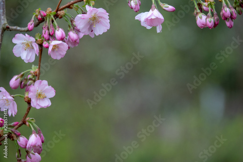 a close-up of pink blossoms in spring © karegg