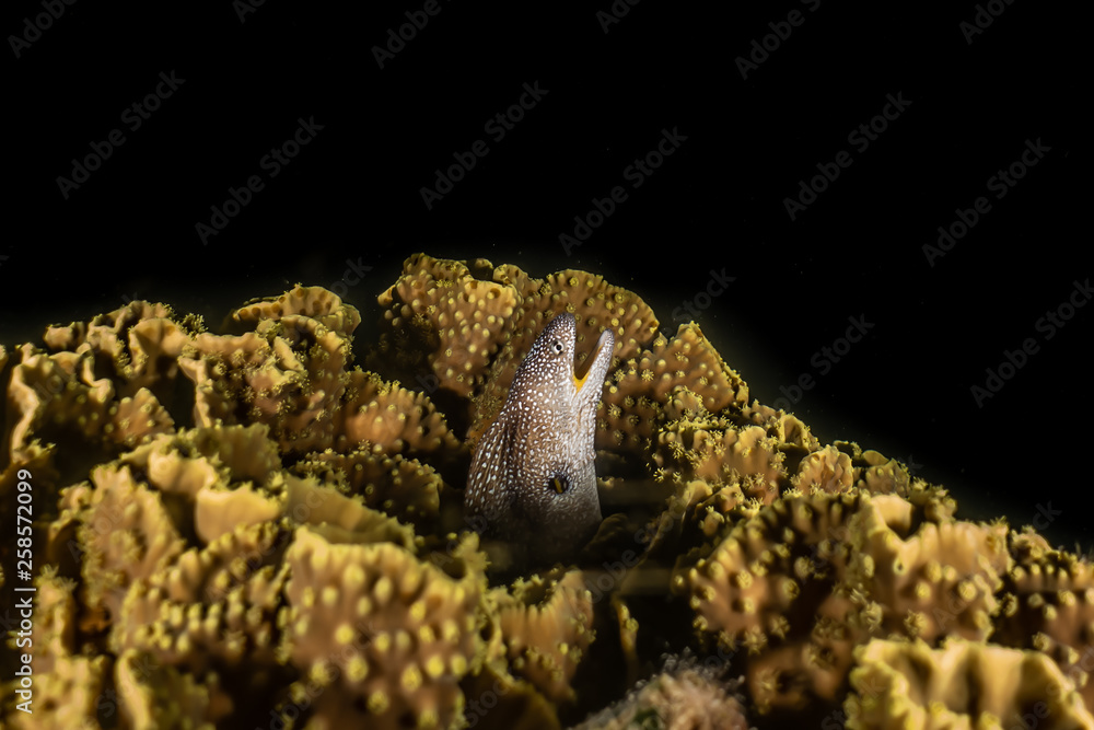 Moray eel Mooray lycodontis undulatus in the Red Sea, eilat israel Moray eel Mooray lycodontis undulatus in the Red Sea, eilat israel