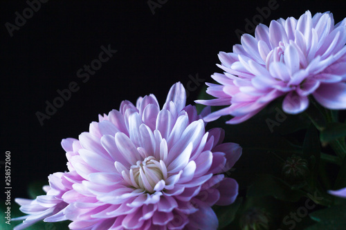 Chrysanthemum macro photo on black
