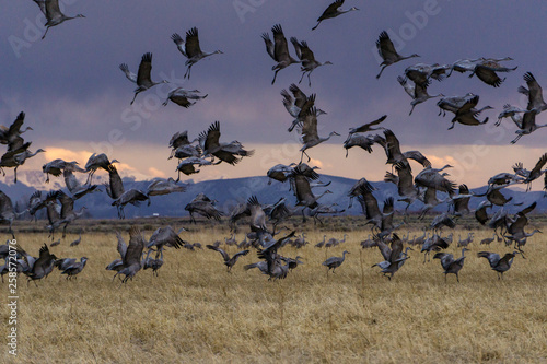 Sandhill Cranes in Colorado photo
