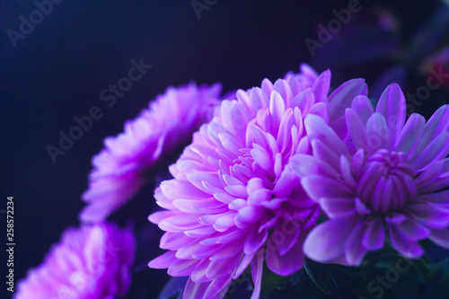Chrysanthemum macro photo on black