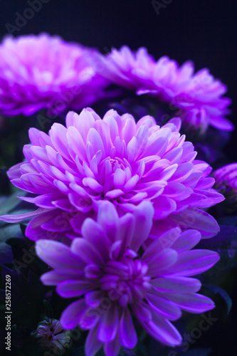 Chrysanthemum macro photo on black