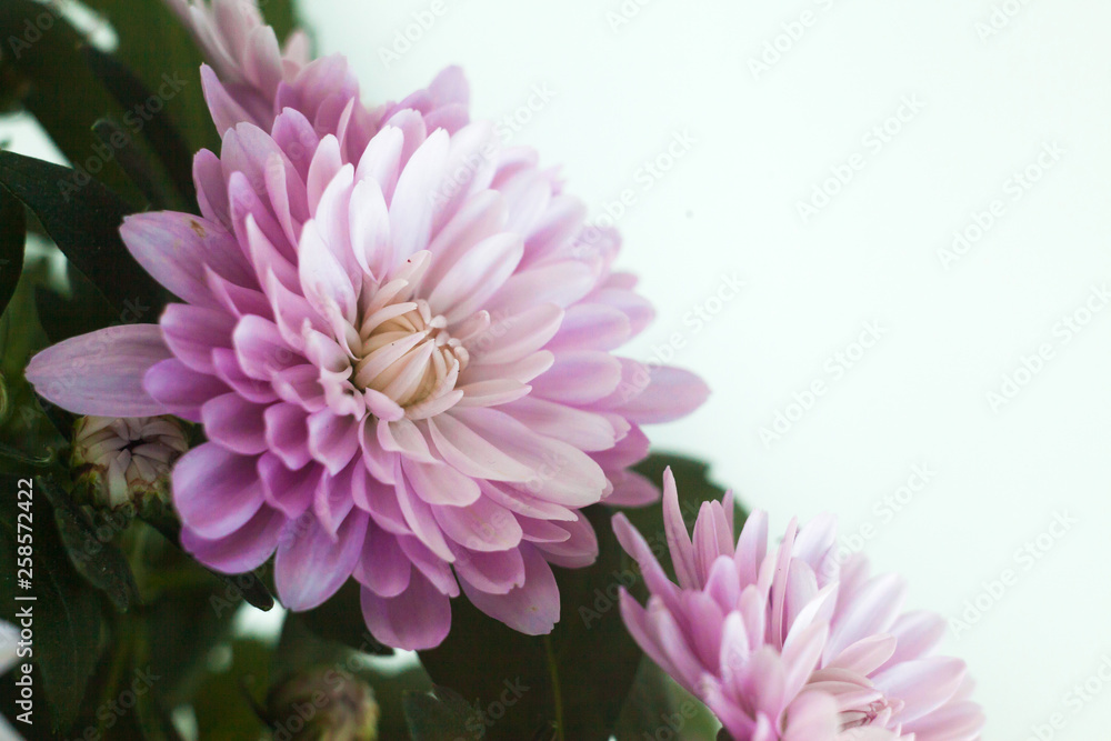 Fototapeta premium Chrysanthemum macro photo on black