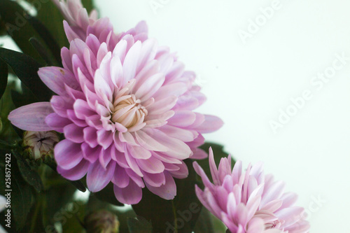 Chrysanthemum macro photo on black