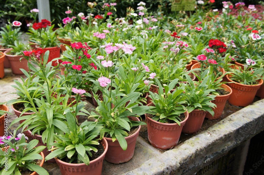 Dianthus flower planted in small pot in plant nursery