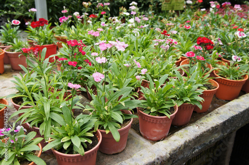 Dianthus flower planted in small pot in plant nursery