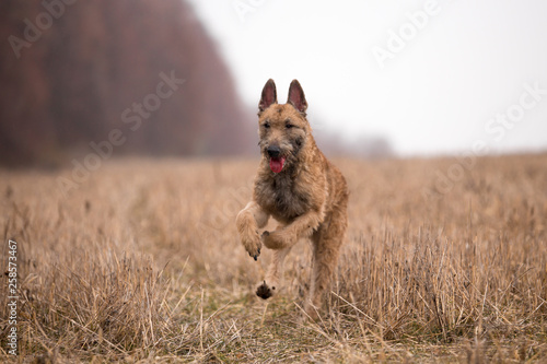 Dog breed Belgian Shepherd Lackenois running in the field Lakenua photo