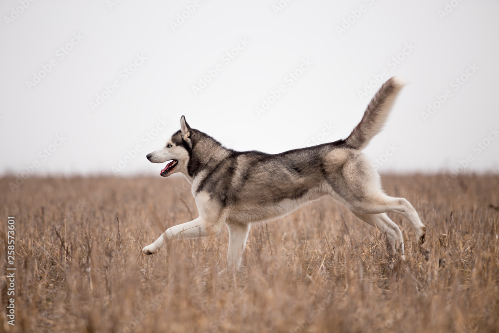 Husky breed dog in the autumn field Husky breed dog in the autumn field