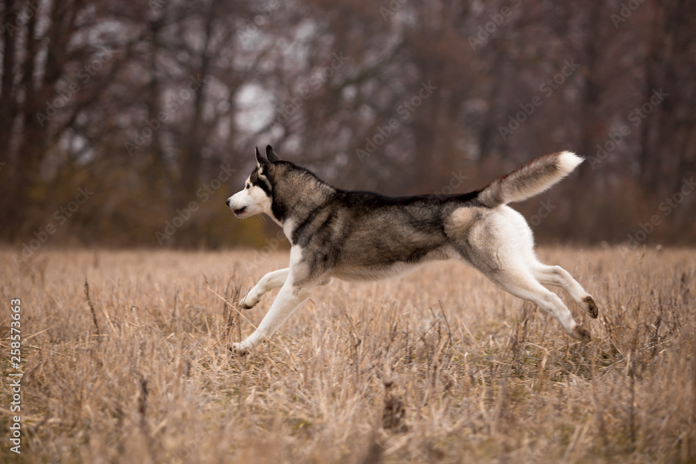 Husky breed dog in the autumn field
