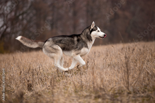Husky breed dog in the autumn field © Мария Старосельцева