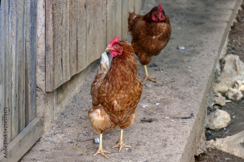 Domestic chickens in the yard of the farm
