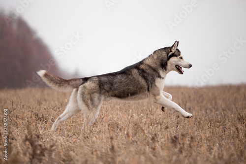 Husky breed dog in the autumn field