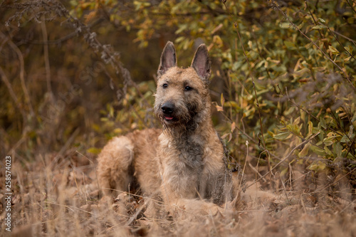 Dog breed Belgian Shepherd Lackenois running in the field Lakenua