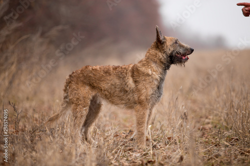 Dog breed Belgian Shepherd Lackenois running in the field Lakenua