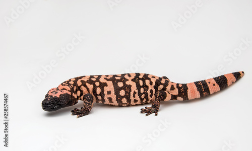 Gila Monster - Heloderma suspectum - on a White Background photo