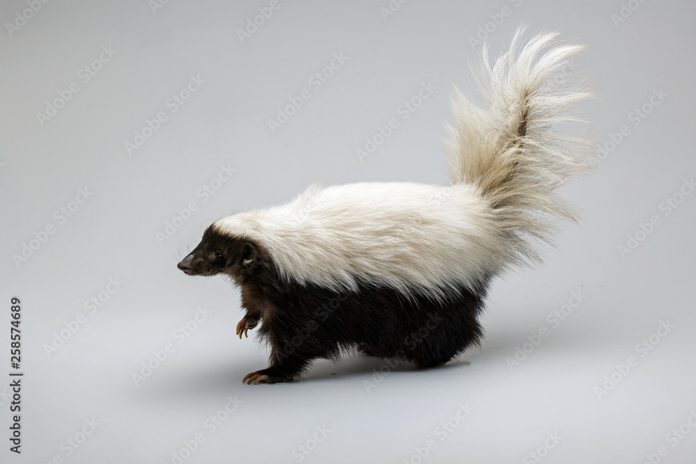 Naklejka premium Hog-nosed Skunk Isolated on a White Background