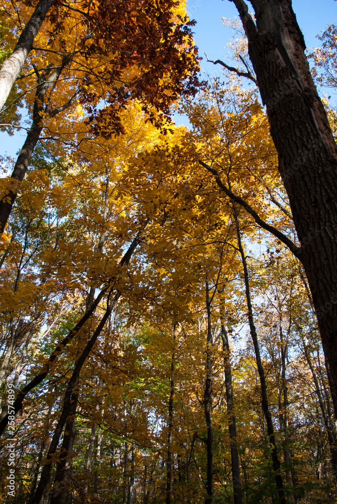 Obraz premium Fall Trees