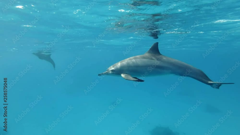 Slow motion, Young dolphin slowly swims under surface of blue water in the morning sun rays. Spinner Dolphin (Stenella longirostris) Underwater shot. Red Sea Slow motion, Young dolphin slowly swims under surface of blue water in the morning sun rays. Spinner Dolphin (Stenella longirostris) Underwater shot. Red Sea