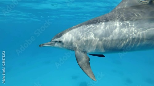 Slow motion, Dolphin very close swims in a circle under surface in blue water in the morning sun rays. Spinner Dolphin (Stenella longirostris) Underwater shot. Red Sea photo