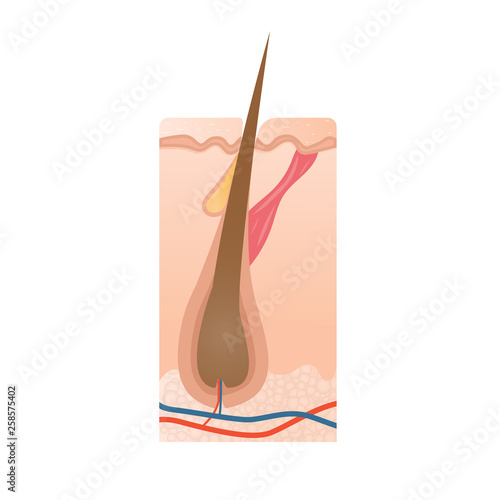 Healthy hair bulb, hair growth icon, medical vector illustration