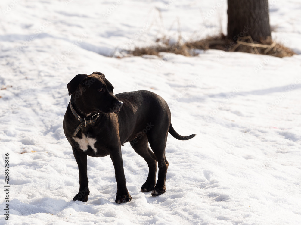 Black dog walks in the park in winter. Sunny day.