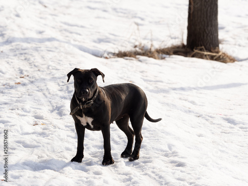 Black dog walks in the park in winter. Sunny day.