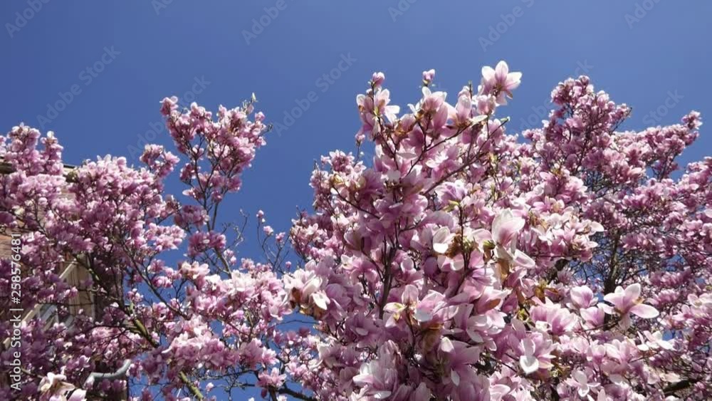 Magnolienbaum rosa