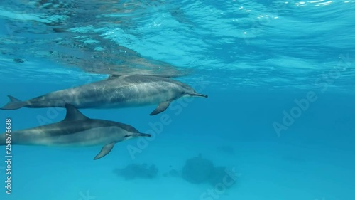 Super slow motion, Two dolphins, mom and young dolphin slowly swims in a circle under surface in blue water. Spinner Dolphin (Stenella longirostris) Closeup, Underwater shot. Red Sea photo