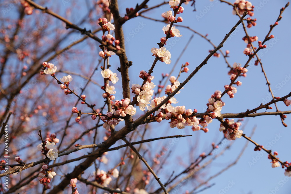  Blooming tree branch with pink flowers in spring against a blue sky