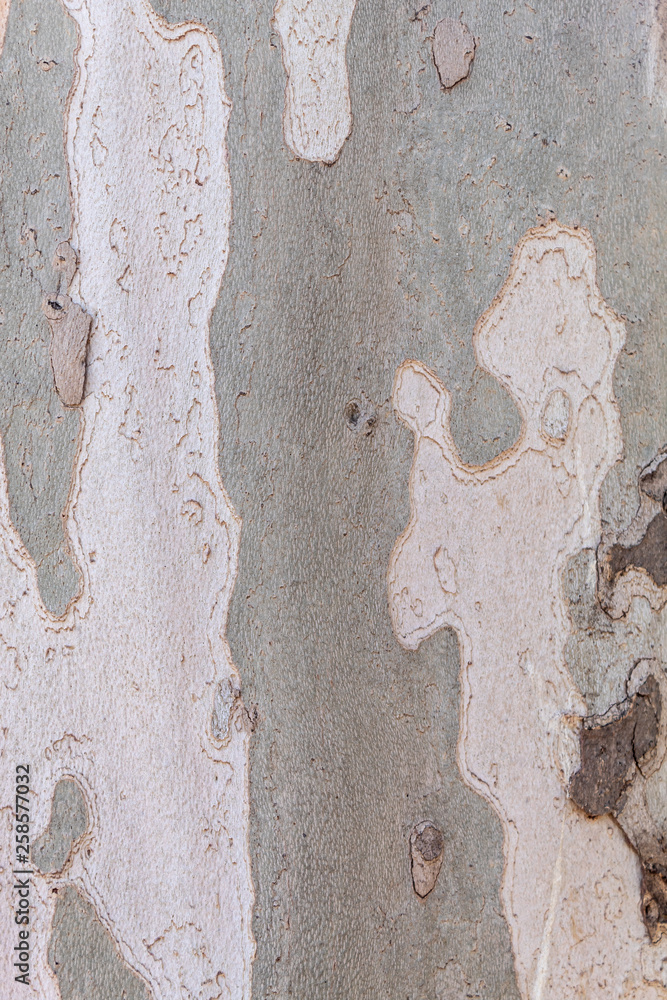 Texture of Old London Plane Tree